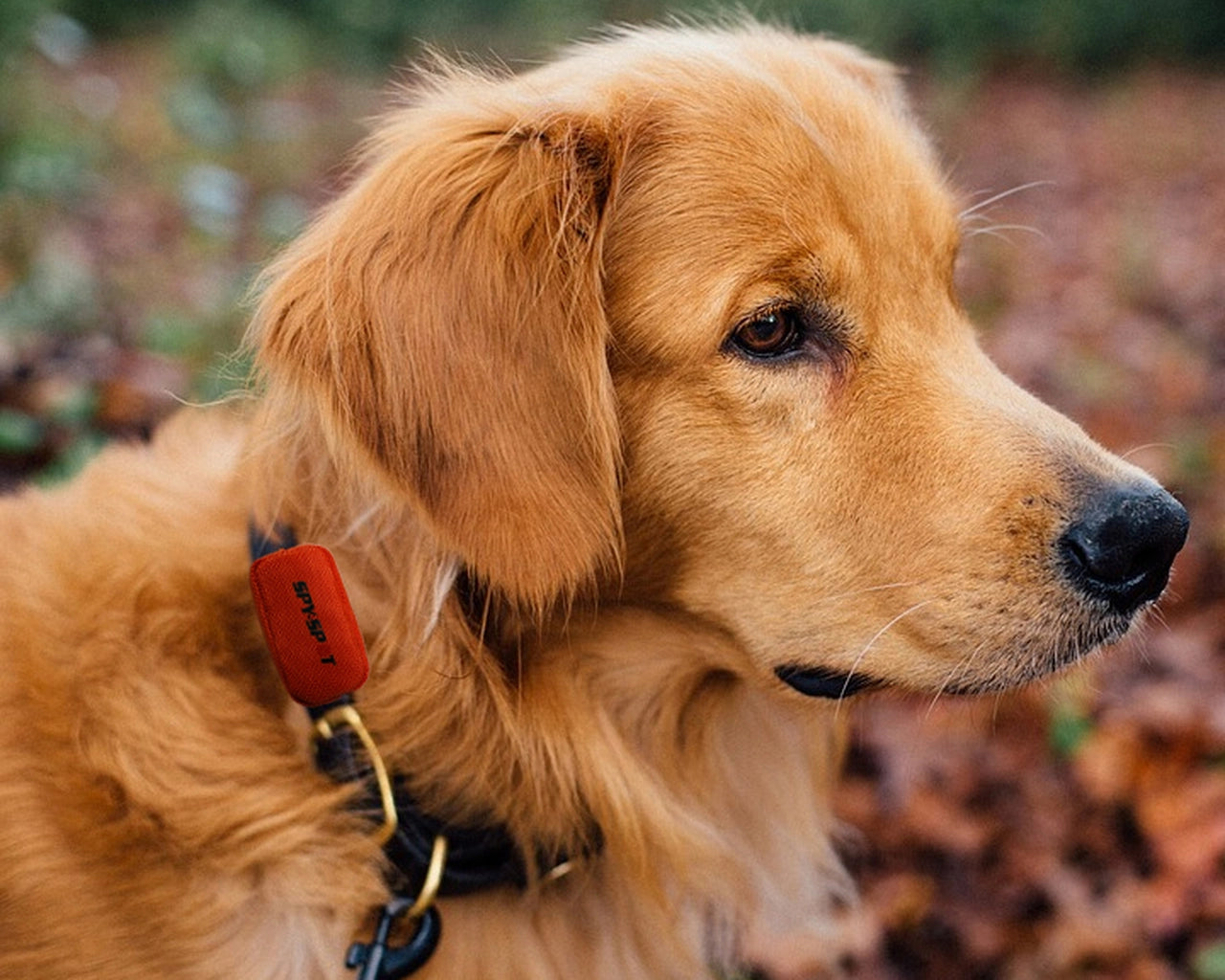 pet gps tracker