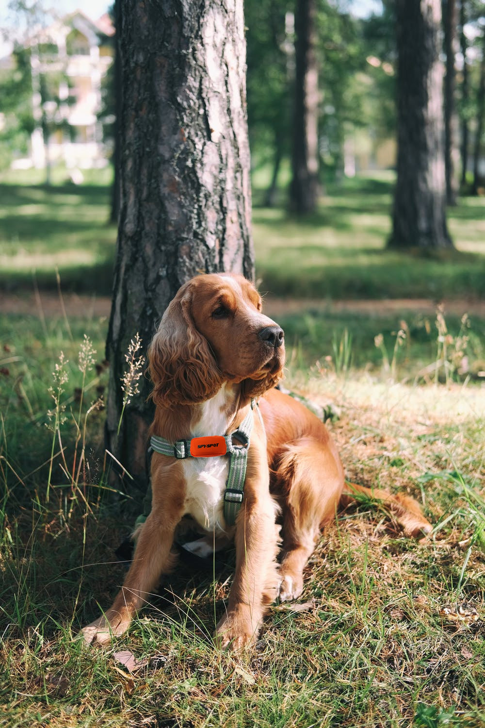 Why Microchips Fail in Pet Tracking: GPS Is the Answer
