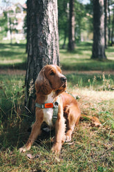 pet gps tracker